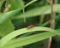 Rhagonycha fulva