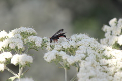 Episyron conterminus cressoni