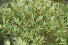 Salix uralicola