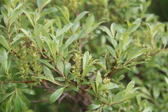 Salix uralicola