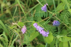 Vicia cracca