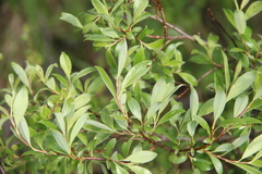 Salix uralicola