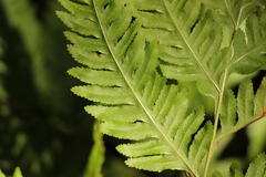 Pteris dentata