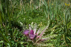 Cirsium scariosum congdonii