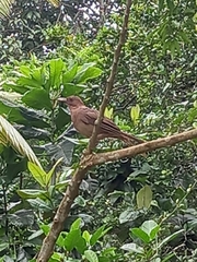 Turdus grayi