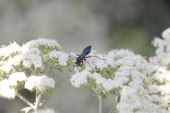 Episyron conterminus cressoni