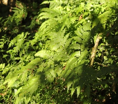 Pteris dentata