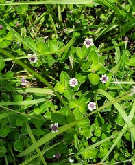 Phyla nodiflora