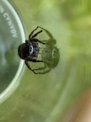 Phidippus audax