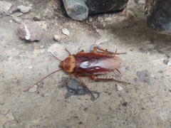 Periplaneta americana