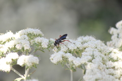 Episyron conterminus cressoni