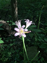Lycoris squamigera