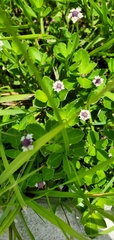 Phyla nodiflora
