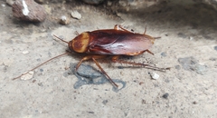 Periplaneta americana