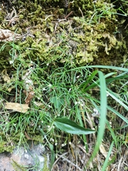 Moehringia muscosa