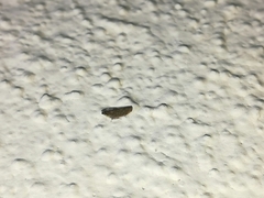 Scaphytopius frontalis