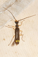 Malthininae