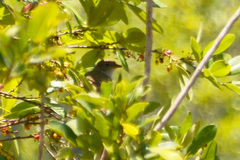 Lathrotriccus euleri