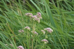 Eupatorium cannabinum