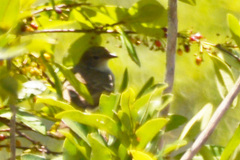 Lathrotriccus euleri