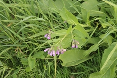 Symphytum officinale