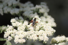 Episyron conterminus cressoni