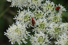 Rhagonycha fulva