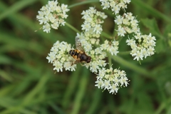 Eristalis horticola