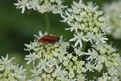 Rhagonycha fulva