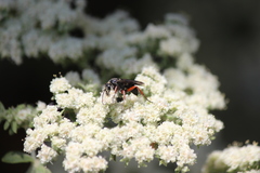 Episyron conterminus cressoni