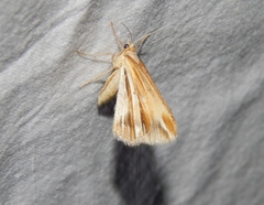 Chiasmia turbulentata