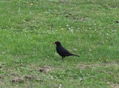 Turdus merula