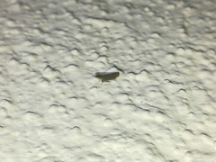 Scaphytopius frontalis