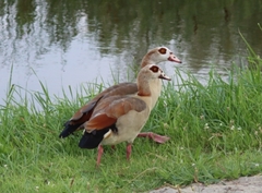 Alopochen aegyptiaca