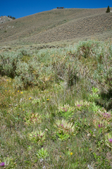 Cirsium scariosum congdonii