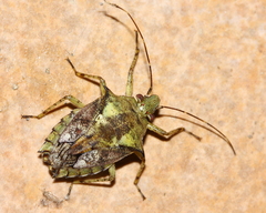 Pseudevoplitus vittatus