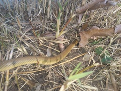 Paraphimophis rusticus