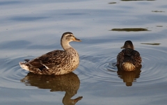 Anas platyrhynchos domesticus