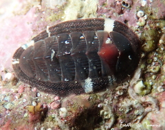 Rhyssoplax olivacea