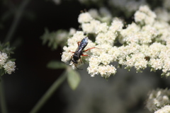 Episyron conterminus cressoni