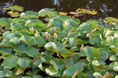 Nymphaea alba