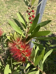 Melaleuca hypericifolia
