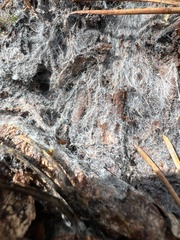 Sclerotinia sclerotiorum