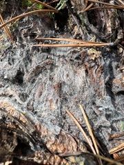 Sclerotinia sclerotiorum
