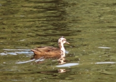 Anas platyrhynchos domesticus