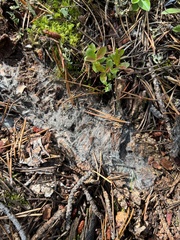 Sclerotinia sclerotiorum