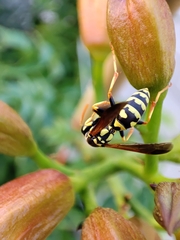Polistes