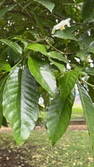 Tabernaemontana litoralis