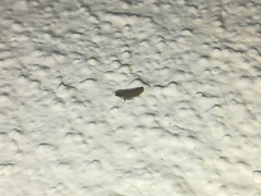 Scaphytopius frontalis