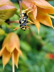 Polistes